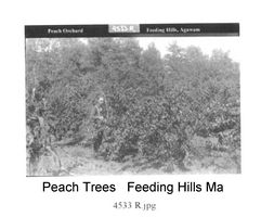 gal/Howes Brothers Agawam Pictures/tn_DCP_599.jpg